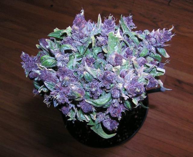 Purple Haze flower photographed by HansRoht, showing purple flower clusters and green leaves