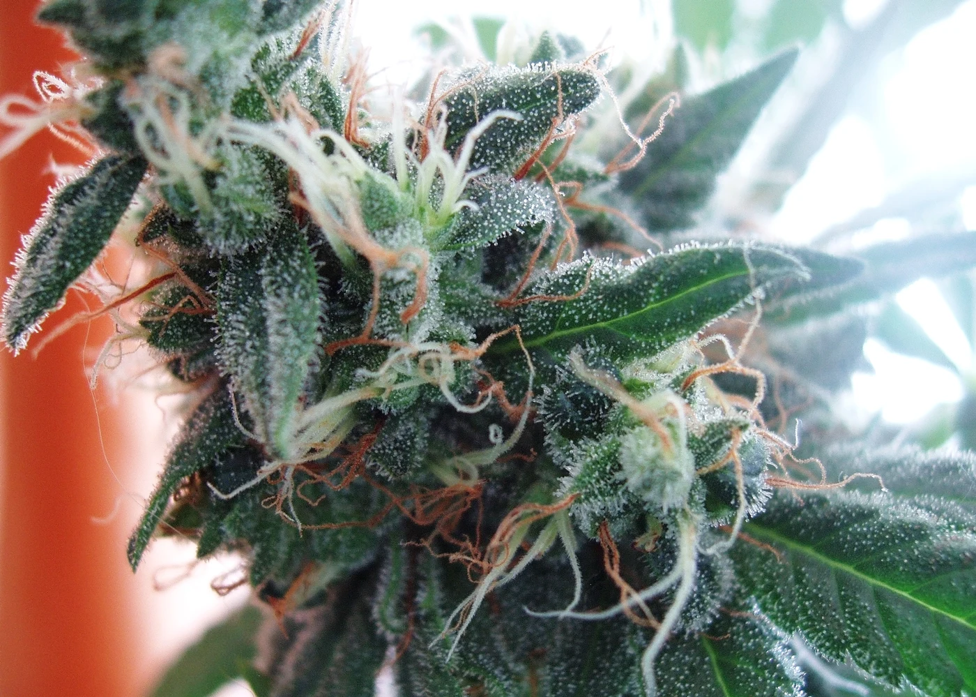 White Widow flower with pale pistils and resin-covered leaves, photographed by Lenny Montana